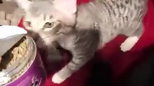 Cat Gets Overexcited Seeing Catnip for First Time