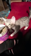 Cat Gets Overexcited Seeing Catnip for First Time