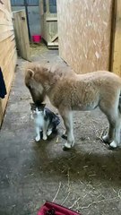Cat and Dog Cuddle Each Other With So Much Affection
