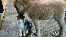 Cat and Dog Cuddle Each Other With So Much Affection