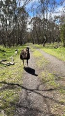 Emu bird