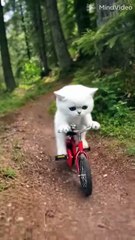 Cat had narrow escaped from the alligator