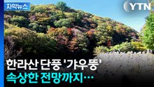 [자막뉴스] 무려 17일 '지각' 한라산 단풍, 문제는... / YTN