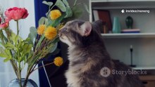 Your Cat Knows Your Scent Here’s How Fast!