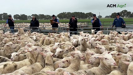 New on-farm lamb price records at Maroona sale
