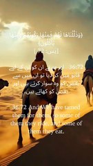 “He made them obedient — so we may ride and be nourished. A mercy wrapped in creation. 🌾🐪” #QuranBeauty #IslamicReminder #DivineDesign #SurahYasin #Gratitude