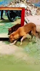 This content for evryone Funniest Dog Video Ever – You Won’t Stop Laughing!” “This Dog’s Reaction Will Make Your Day 😂🐶” “Cute Dog Doing Hilarious Things – Must Watch!” “Dogs Being Silly Compilation – Try Not to Laugh!” “This Funny Dog Just Stole the Sh