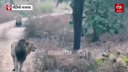 LIVE લાઈનની લડાઈ: સિંહ અને સિંહણ વચ્ચે લડાઈનો વીડિયો વાયરલ