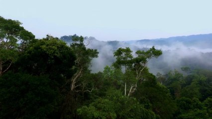 Aguaje: The Sacred Amazonian Fruit for Feminine Balance & Inner Harmony