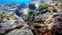 Trigger fish puts up trigger fin with sun on his back on beautiful tropical coral reef. Richelieu ro