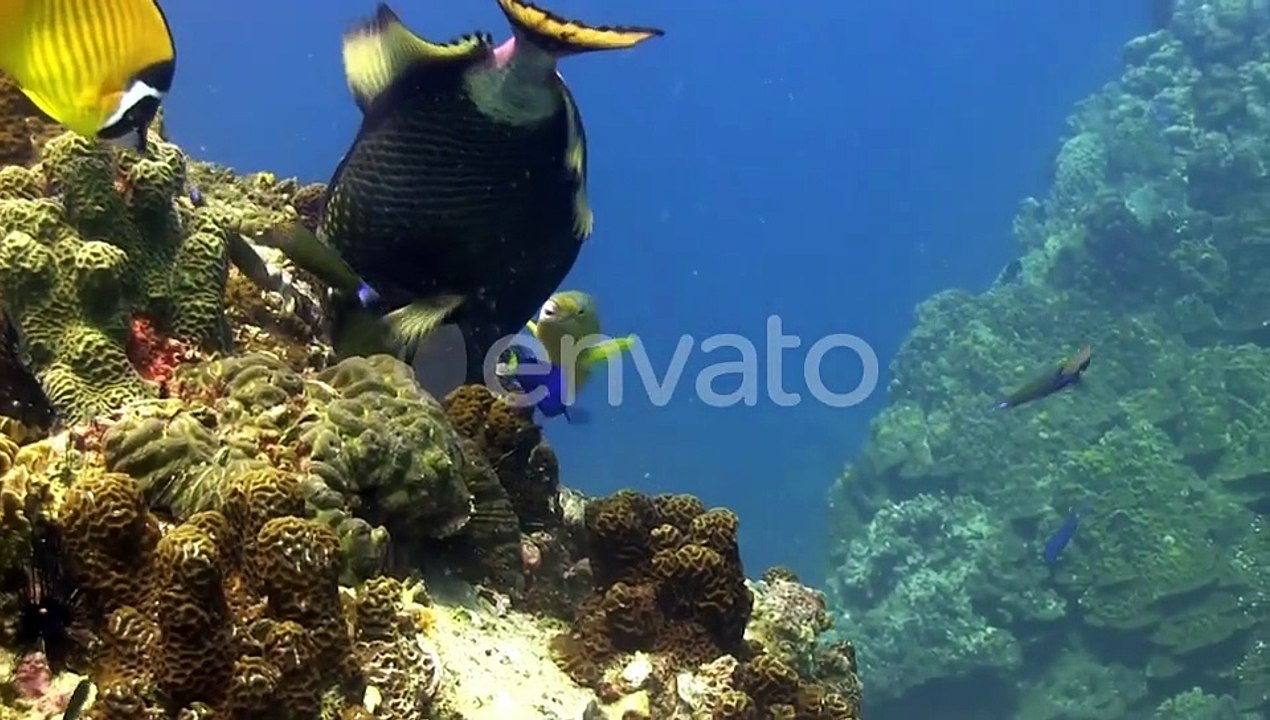 Trigger fish at Koh Tao