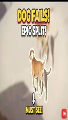 Dog Tries EPIC Split and Fails Hilariously! 😂 (Must Watch!)