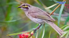 Yellow-faced honeyeater Call | Yellow-faced honeyeater Sound