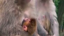 Animals is Funny