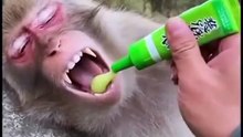 Animals is Funny