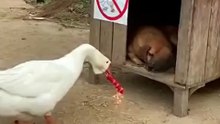 Animals is Funny