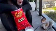 Animals is Funny
