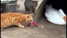 Animals is Funny