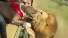 Pitbull Attacks Lion on Safari? Unbelievable Wildlife Encounter!