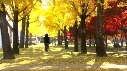 [날씨] 단풍 절정, 내일 아침까지 '찬 바람'...수능일 심한 추위 없어 / YTN