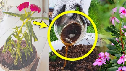 Sadabahar Sukhne Lage To Kya Kare: सदाबहार सूखने लगे तो क्या करना चाहिए |Boldsky