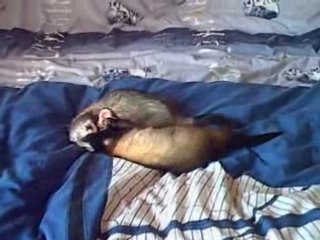 Moka-java furets en folie