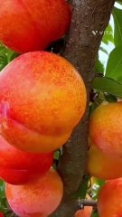 Mind-Blowing Health Benefits of Plums You NEVER Knew About! ✨