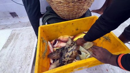 Unbelievable Gulf Catch! Massive Fish Pulled Straight from the Deep Sea!