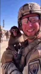 rescatando am soldado Ryan 🐵🐒 IG: Gabojedixx #gato #gatos #perros #perro  #humor