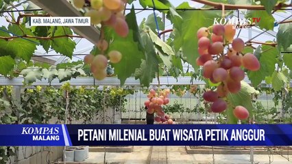 Berawal dari Hobi, Warga Kabupaten Malang Buat Wisata Petik Anggur