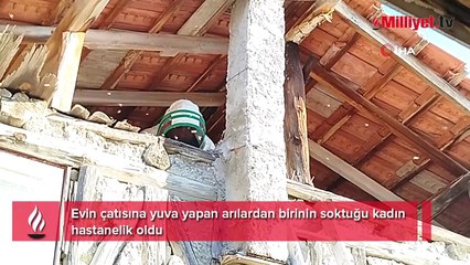 Yer: Çorum! Çatısına yuva yapan eşek arılarının soktuğu kadın hastanelik oldu