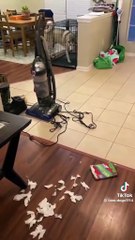 A dramatic dog #Dog #fyp #pet #funny  #usa