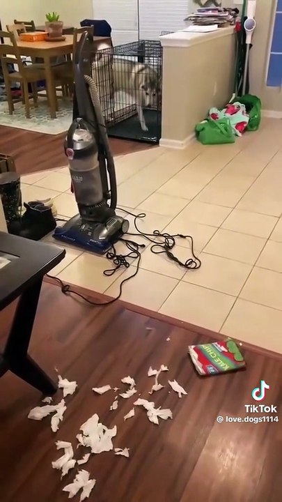 A dramatic dog #Dog #fyp #pet #funny  #usa