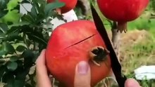 How to effectively slice a pomegranate  [📹:@murtazasats ]