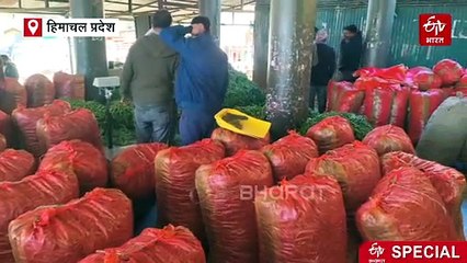 हिमाचल में बदला खेती का ट्रेंड, अब ये फसलें किसानों को बना रही मालामाल, देश के बड़े शहरों में भारी डिमांड