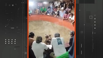 VECINO DESALOJAN PELEA DE GALLOS