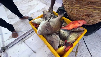 Gulf Deep Sea Adventure | Catching Massive Fish in Crystal Waters