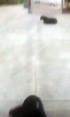 Köpekperestler şimdi de cami avlularına dadandı! İğrenç video ile Müslümanlarla dalga geçti