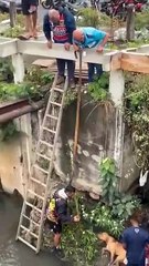 Pitbull morre após ser baleado por moradores no Alemão