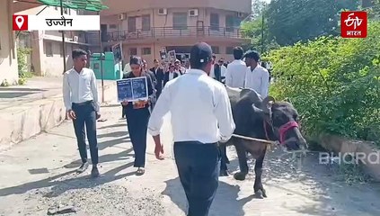 फैकल्टी नहीं मिलने से भड़के लॉ स्टूडेंट्स, यूनिवर्सिटी कैंपस में भैंस लेकर पहुंचे