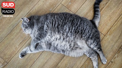 Mon animal est en surpoids : que faire ?