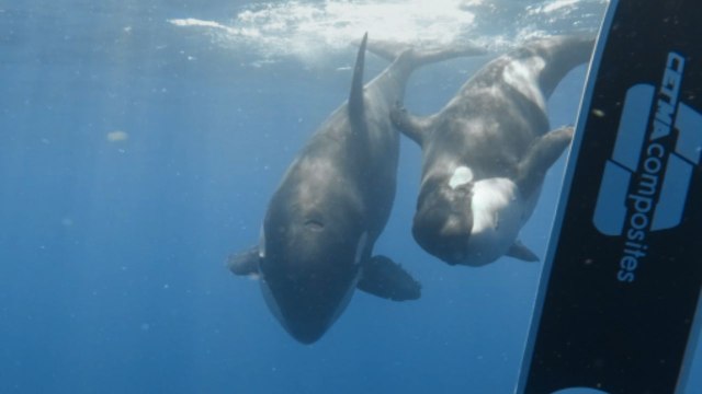 Gentle Orcas spotted by diver in Gulf of California as they pass by without intimidation