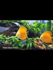 Freshwater Yellow Lemon Discus Fish Aquarium Tank