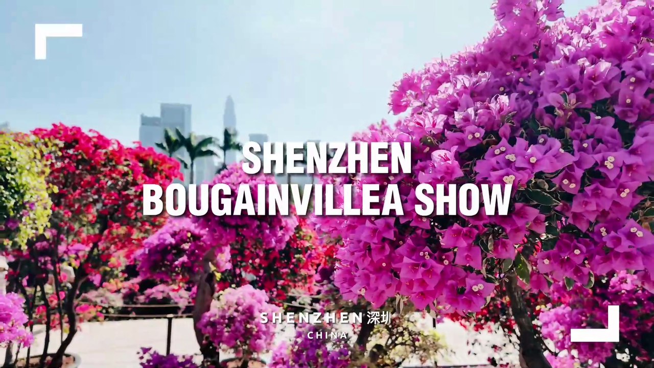 The 2025 Shenzhen Bougainvillea Flower Show in China 🌸
