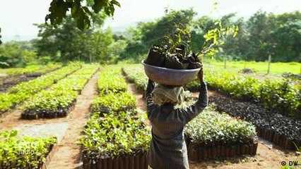How communities are reviving forests in the Western Ghats