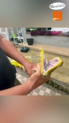 VIDEO: Pitón gigante rompe el techo de una casa y devora a un gato en Tailandia