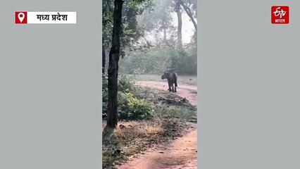 बांधवगढ़ की बुजुर्ग तारा के लिए पर्यटक बोले झलक दिखला जा, पुजारी का मिला प्यार