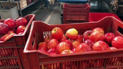 Une récolte de pommes en baisse cette année à cause des pucerons