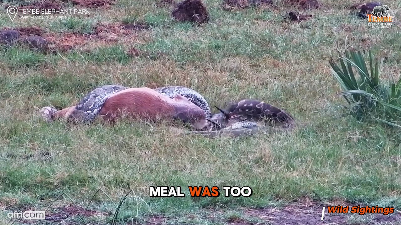 Python Screams as Horns from Swallowed Impala Leave Brutal Injuries