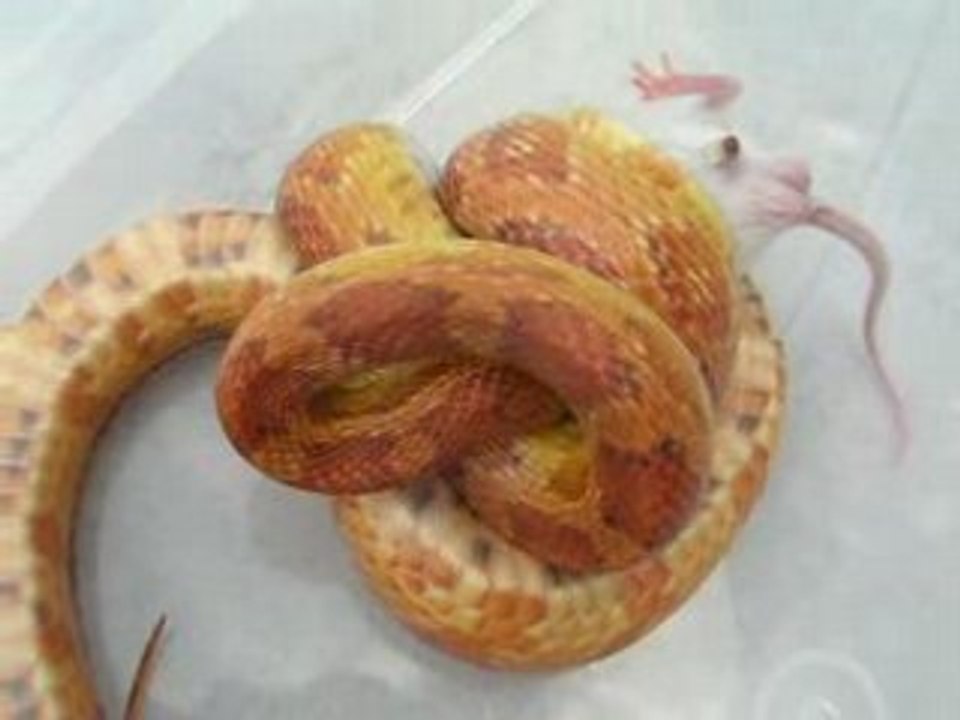 1. Attaque Hypomelanistique